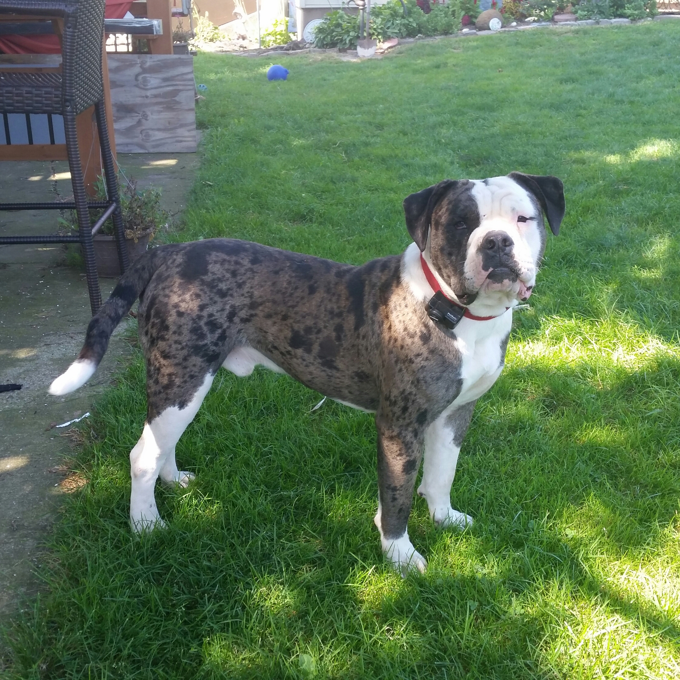 alapaha blue blood bulldog stud